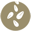 Sesamo
